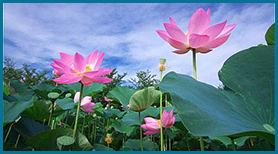 Đóa Sen Khiết Tinh